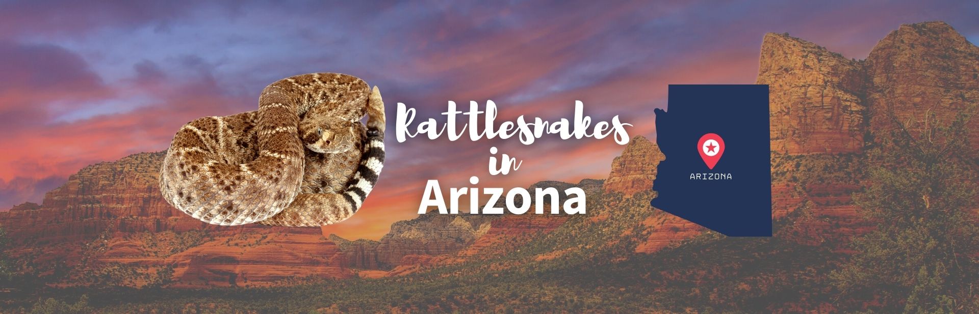 The 13 Types Of Rattlesnakes in Arizona: Facts and Pictures