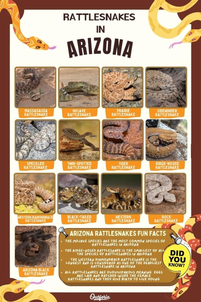 chart of rattlesnakes in Arizona with names, images, and fun facts