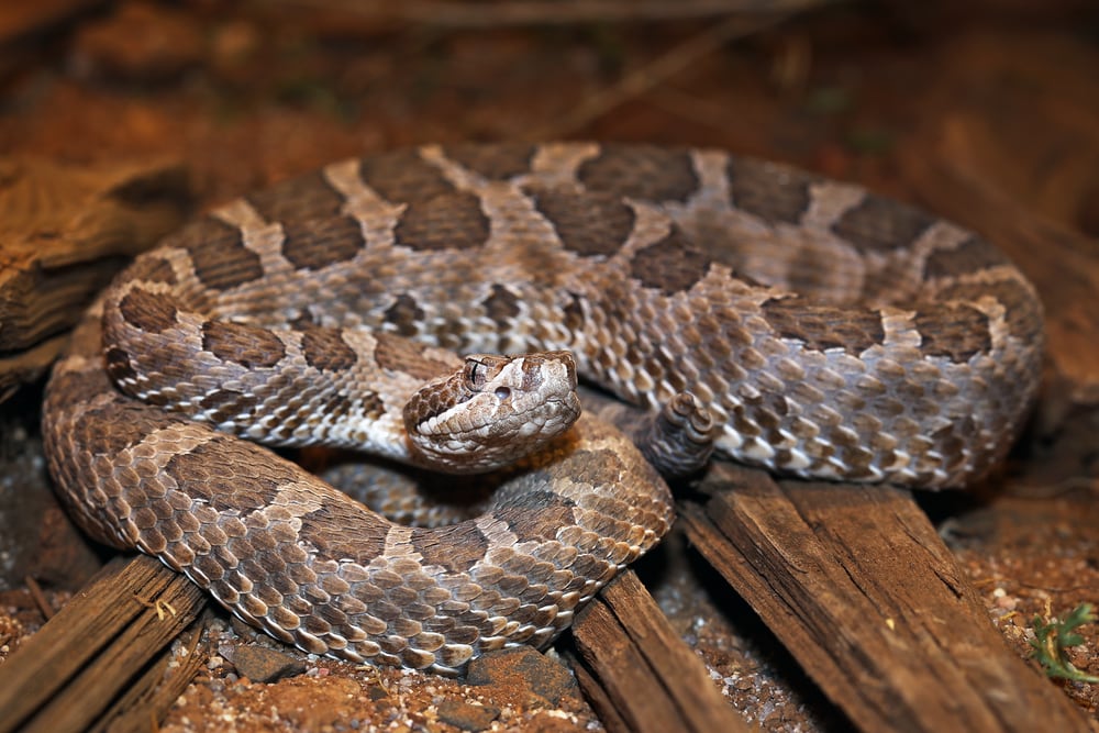 A Desert Massasauga Rattlesnake (Sistrurus catenatus edwardsii) hides in a coiled position with rattle visible in Arizona, USA.