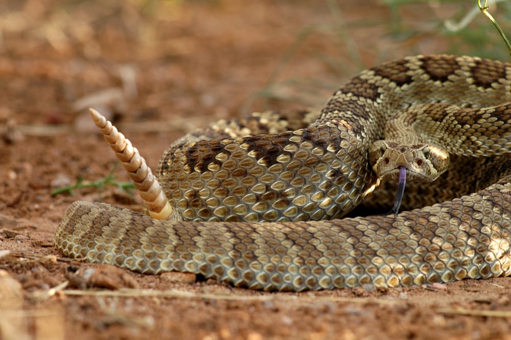 a Mojave rattllesnake in defensive position in Arizona, USA