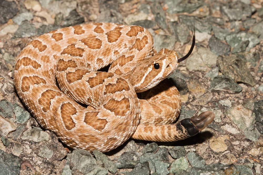 a prairie rattlesnake in coiled position