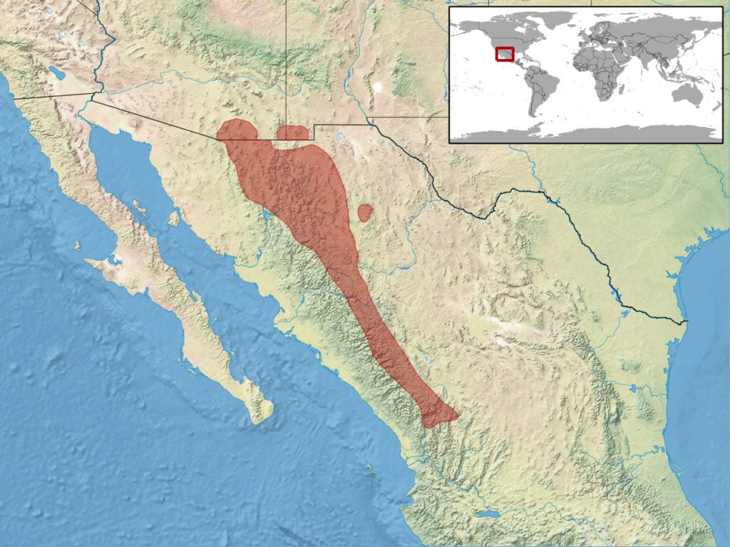 range map of ridge-nosed rattlesnake