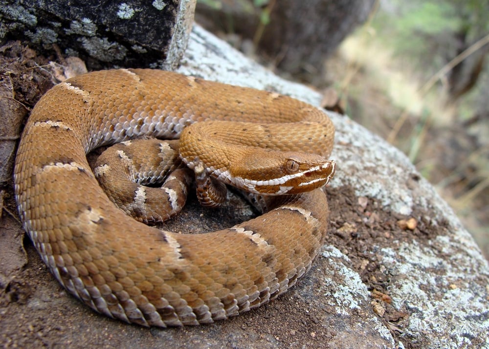 Arizona ridge-nosed rattlesnake coiled on top of a stone. It is the official state reptile and with special protection in Arizona