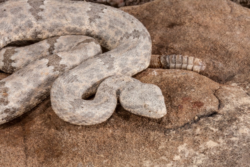 Crotalus lepidus, or commonly known as rock rattlesnake in Arizona