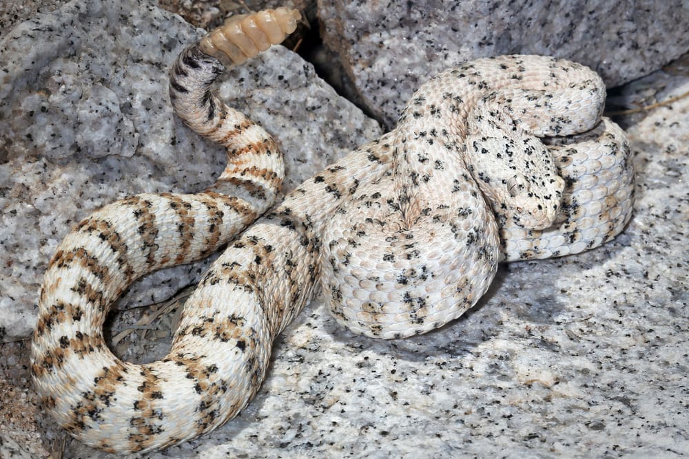 A white speckled Rattlesnake camouflaged in the white granite in Arizona, USA.