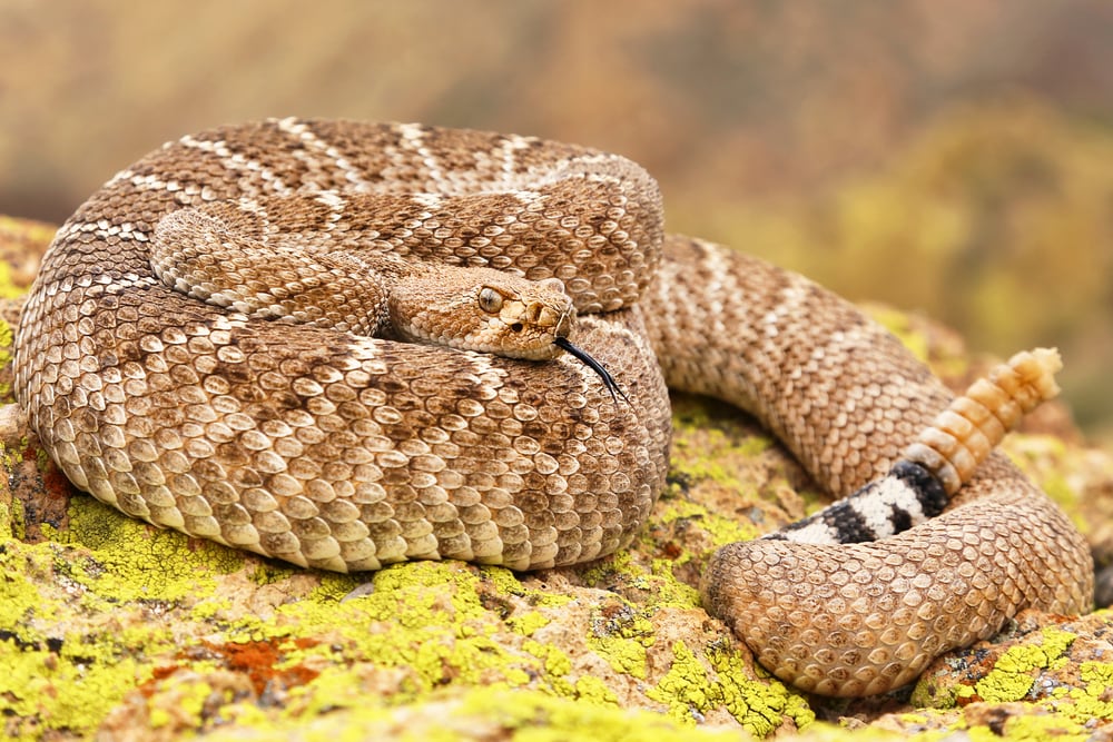 a western diamondback rattlesnake coiled on a mossry rock in Arizona showing its black and white striped tail