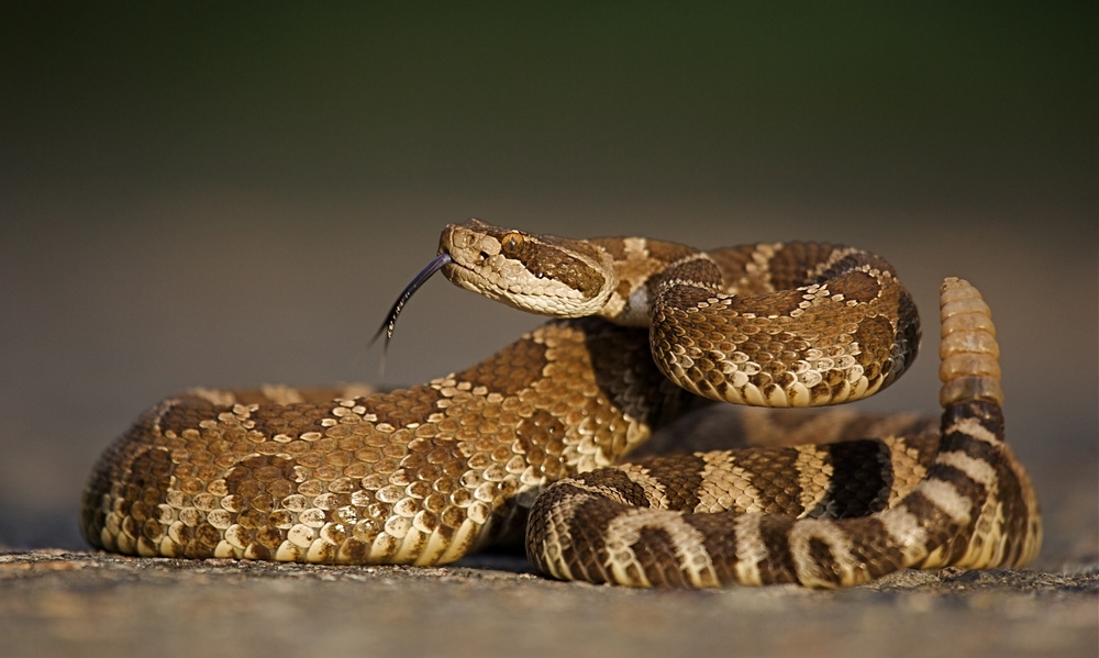Western Rattlesnake coiled with rattle erect and forked tongue