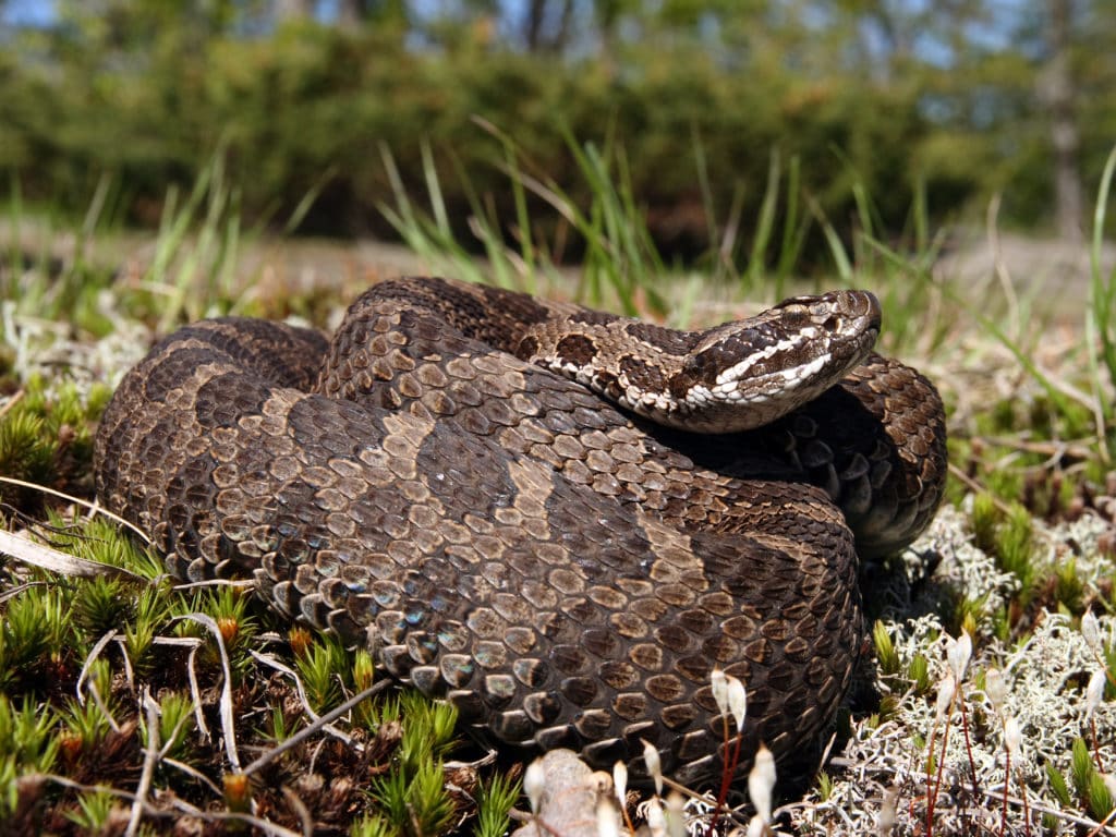 an Eastern Massasauga rattlesnake on a grassy field