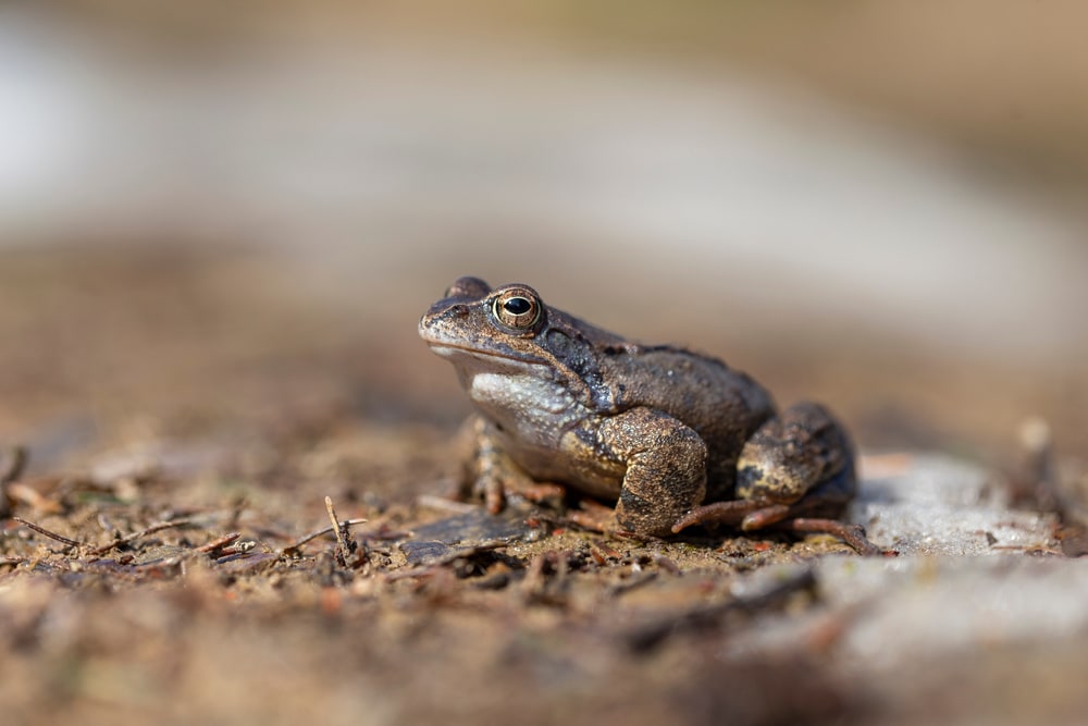 The common frog (Rana temporaria), also known as the European common frog is a semi-aquatic amphibian of the family Ranidae captured sitting on a wet soil