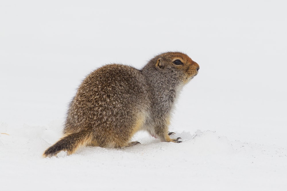 Arctic Ground Squirrel ,Spermophilus on snow in Canada