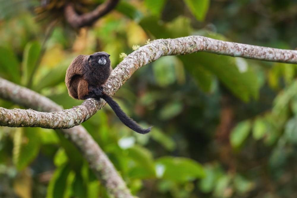 image of a Graells’s Tamarin on a tree branch in Ecuador