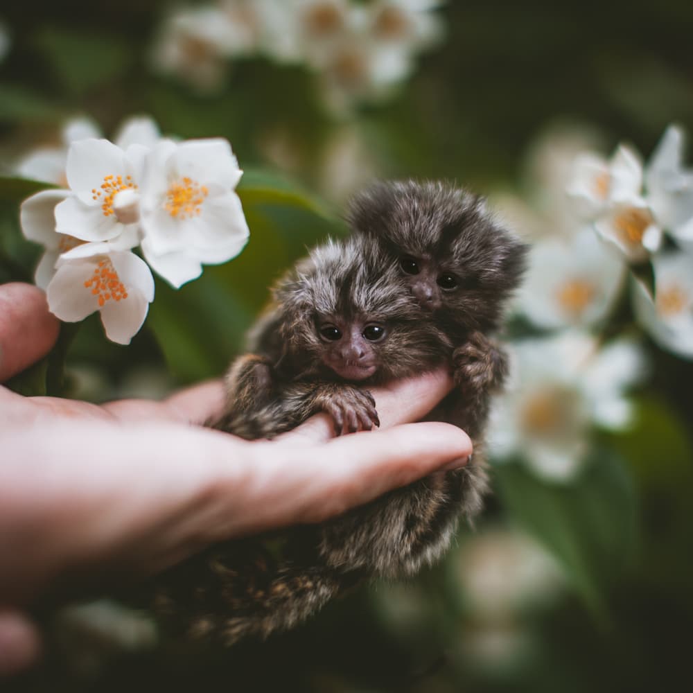 two young common marmosets holding on to a hand on a floral background. Common marmosets are one of the smallest monkey species in the world