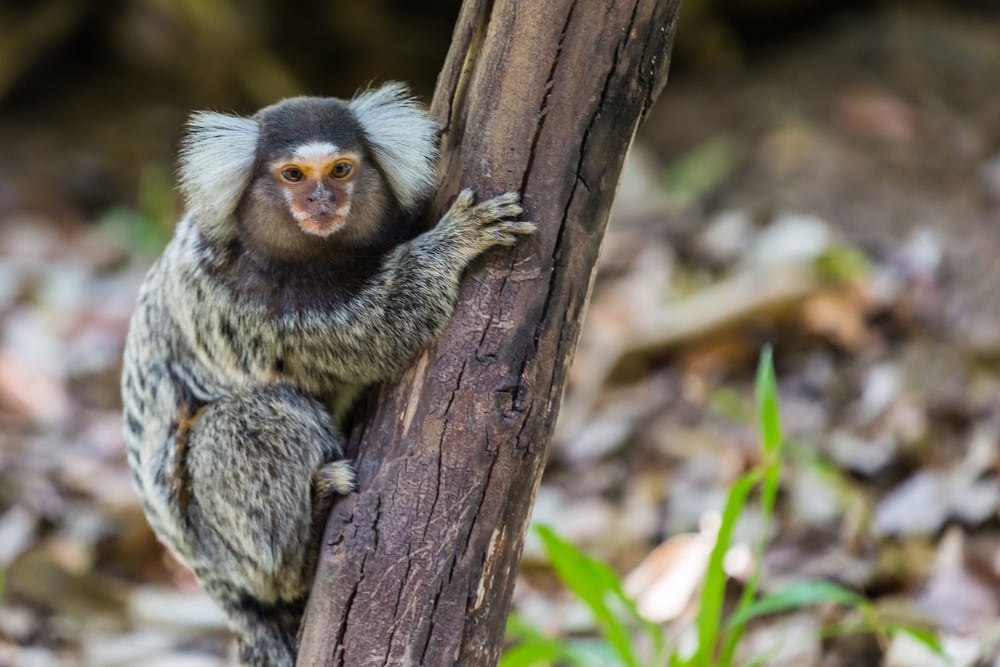 image of a common marmoset, another smallest monkey species, holding on to a tree branch