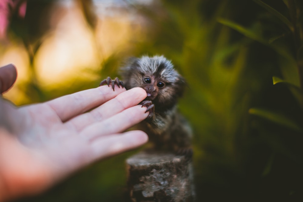 image of a young common marmoset nibbling on a finger. 