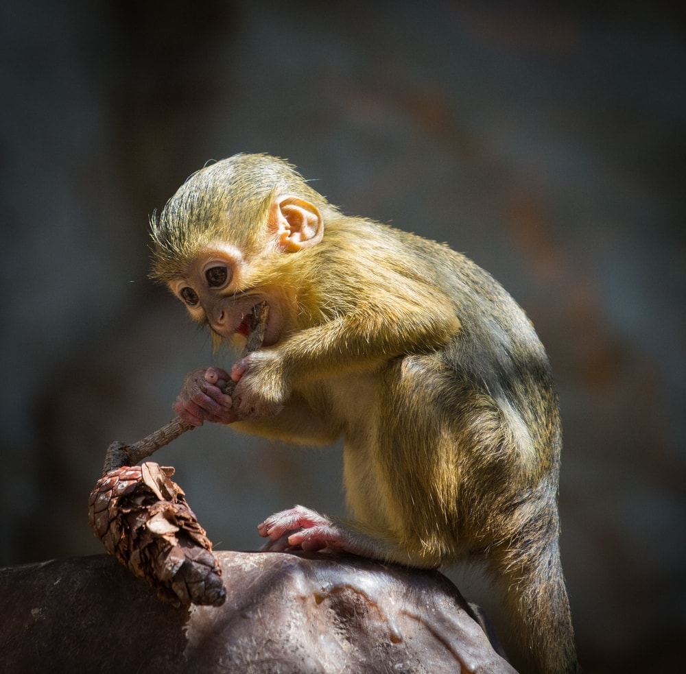 Image of a Talapoin monkey playing with a pine cone