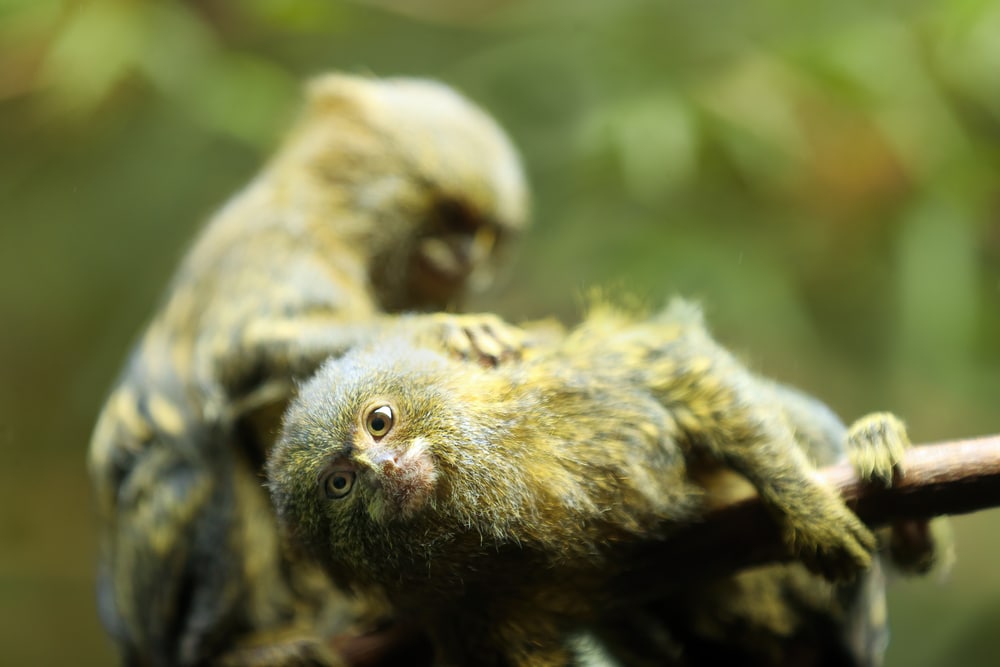a pygmy marmoset holding on to a tree branch. The pygmy marmoset is the smallest monkey in the world
