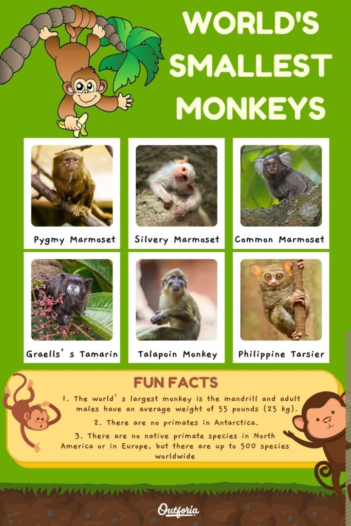 chart of the smallest monkey in the world with images, names, and fun facts
