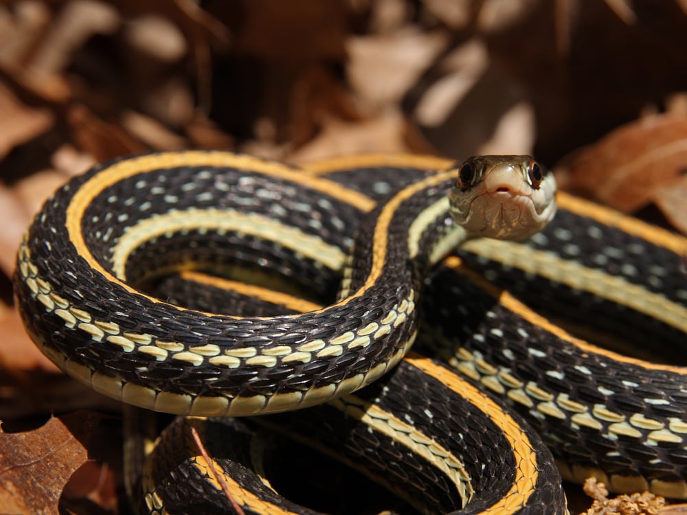 close up shot of a western ribbon snake