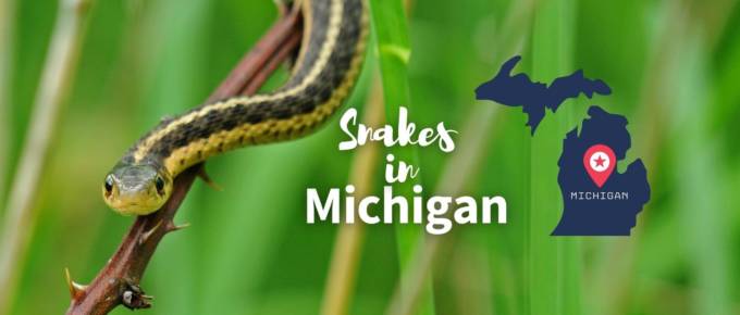 snakes in Michigan featured image