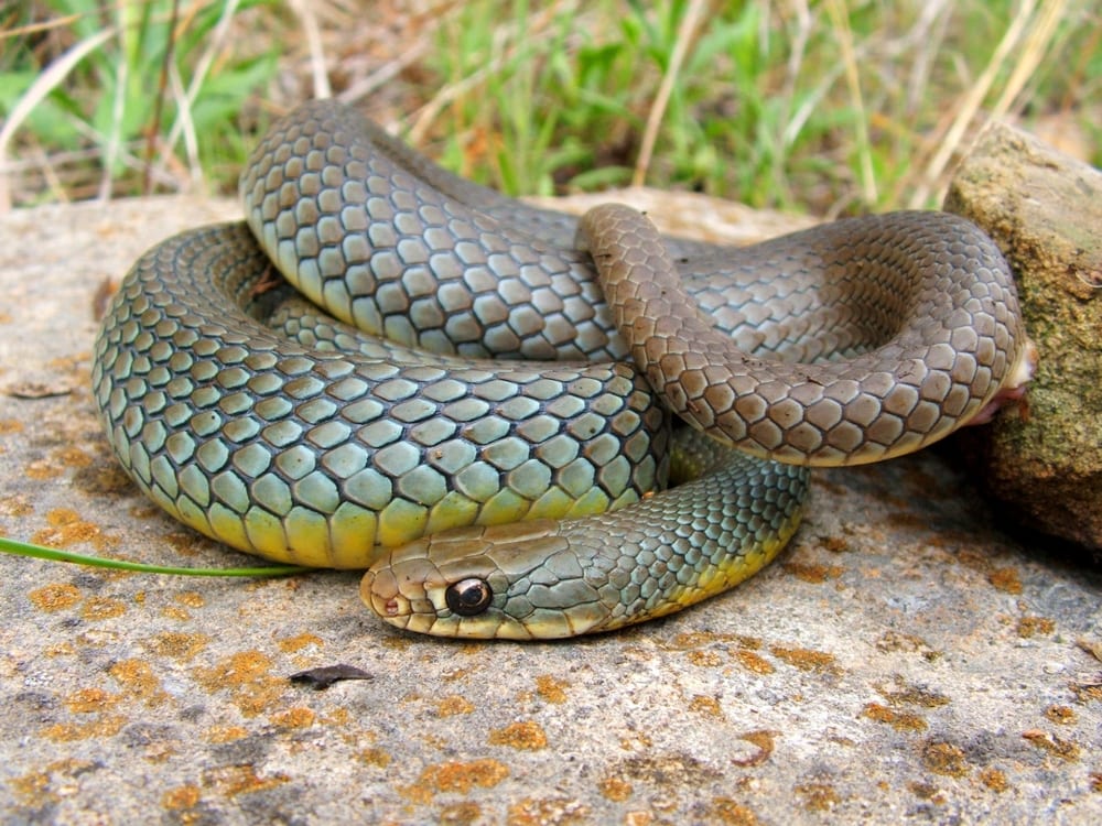 image of  Eastern Yellow-bellied Racer coiled on top of a rock