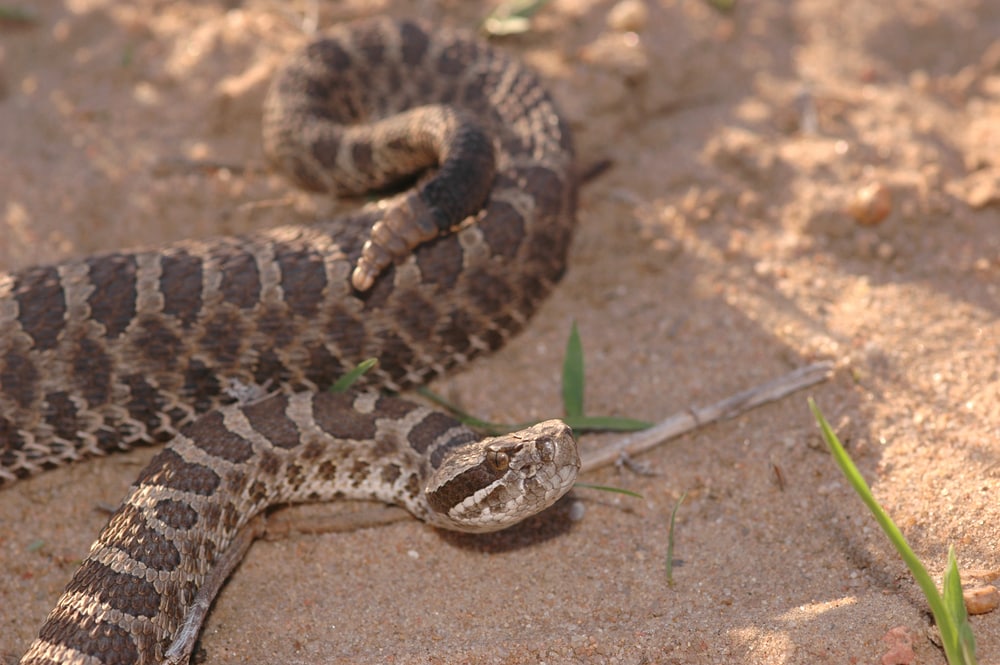 image of a Western Massasaugas on a sandy ground showing its rattle 