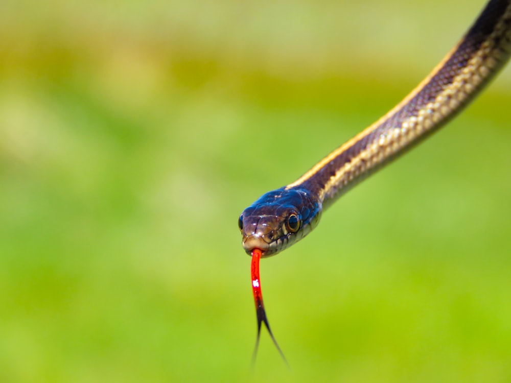focused image of a Western Terrestrial Garter snakes on a green nature background
