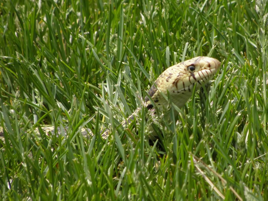 a bullsnake hiding in the grassland in Colorado
