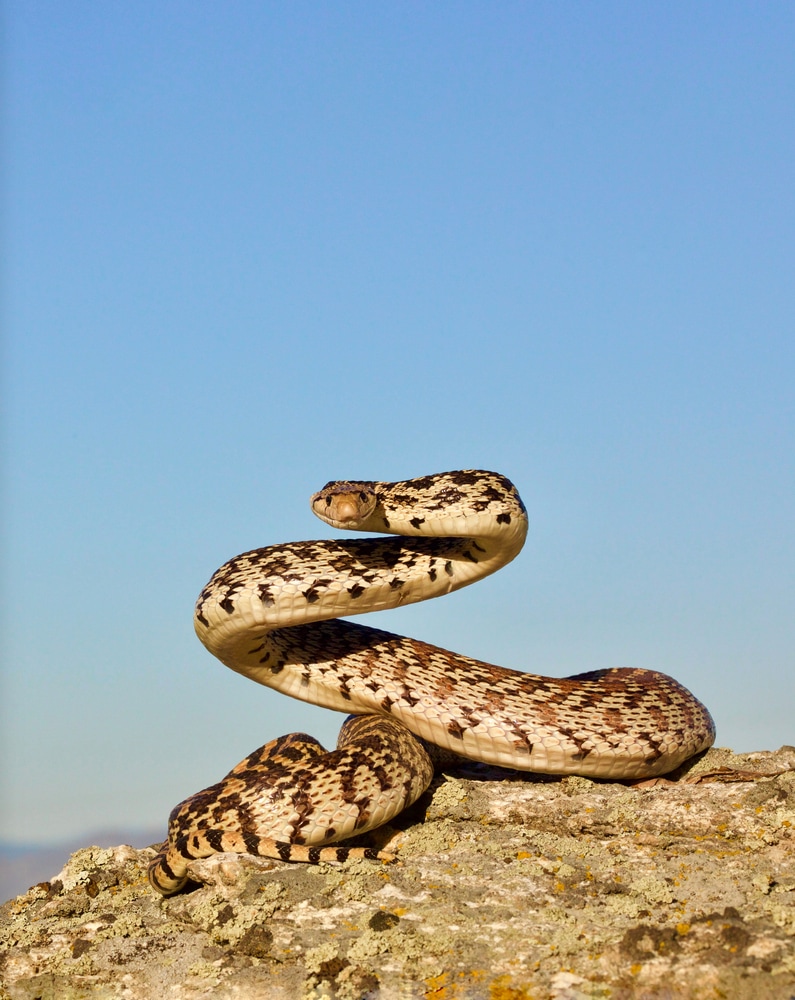 Bull Snake, a subspecies of the Gopher Snake, coiled in defensive posture