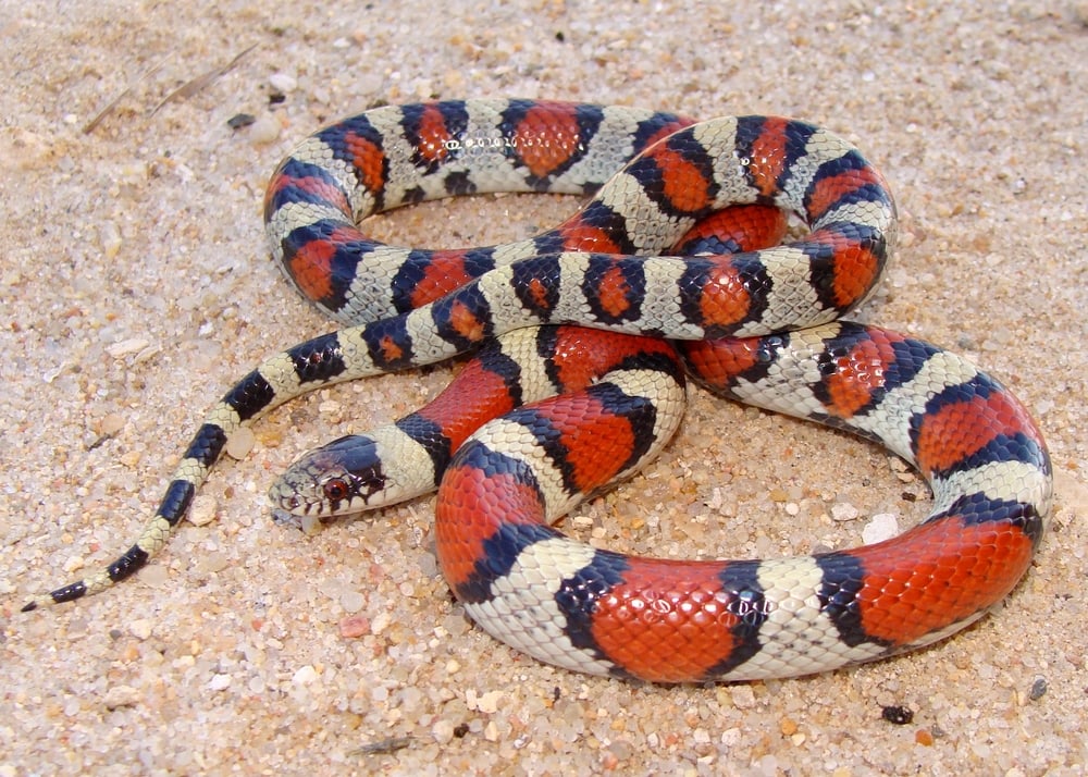 image of a central plain milkshake, one of the species of snakes in Colorado, coiled on the ground