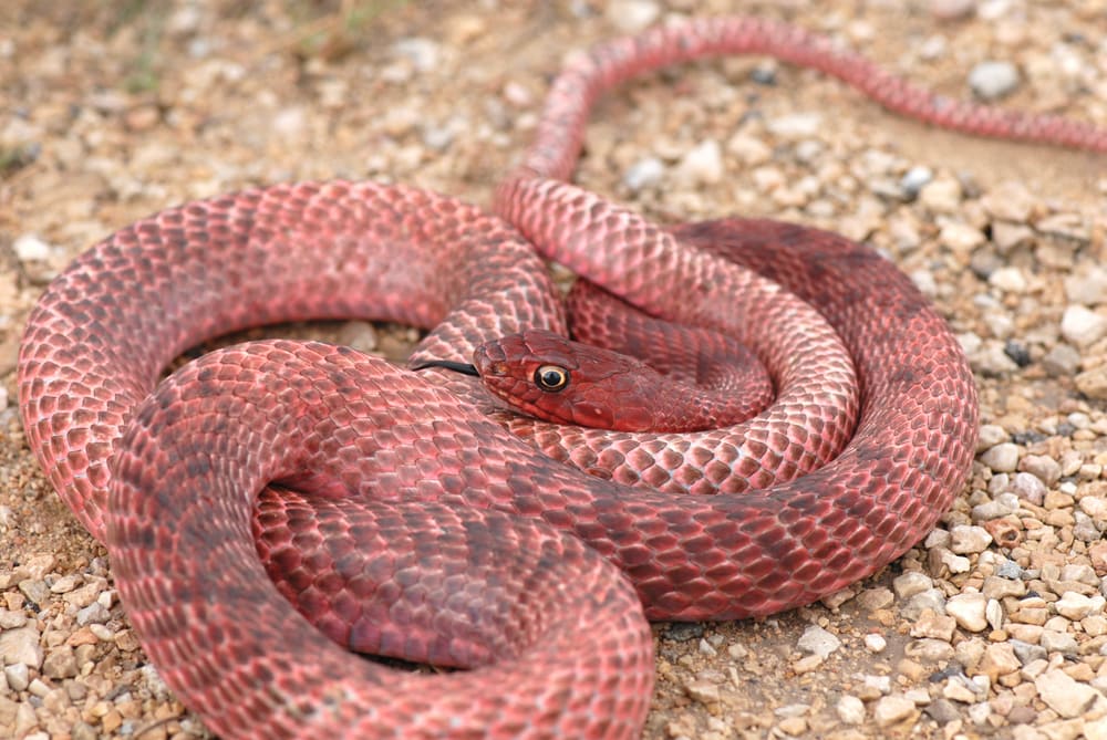 image of a coachwhip snake on the ground showing it pinkish red hue