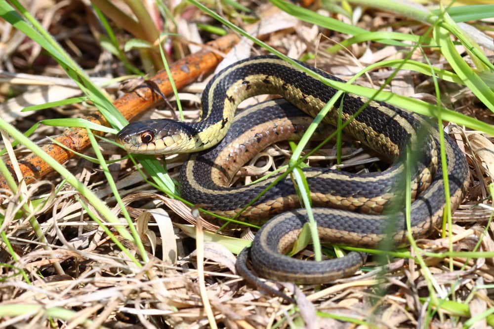 image of a common garter snake coiled and basking on dried grass