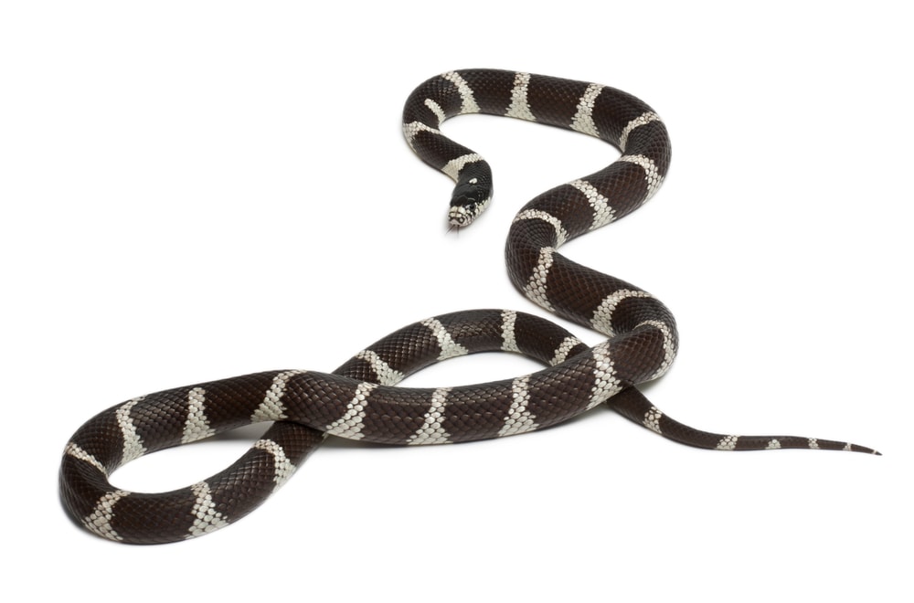 image of a common kingsnake isolated on a white background