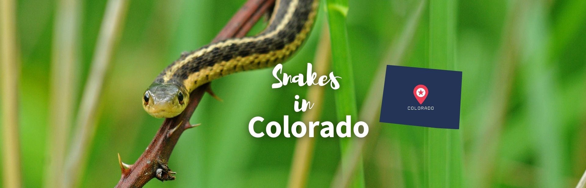 28 Snakes in Colorado: All You Need to Know (Pics & ID Guide)