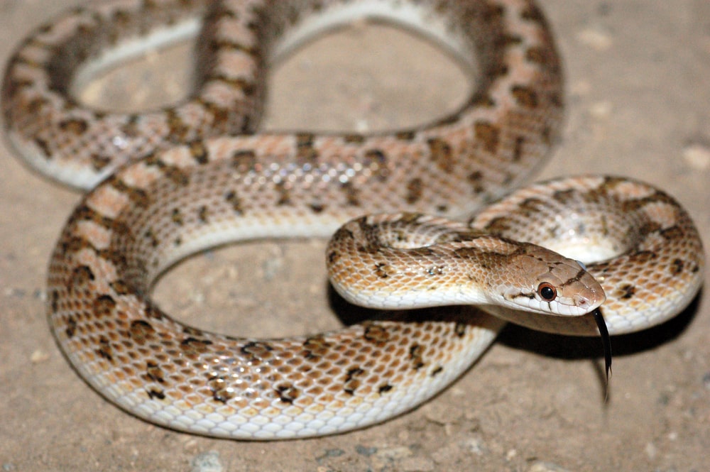 A harmless Desert Glossy Snake also known as Arizona elegans