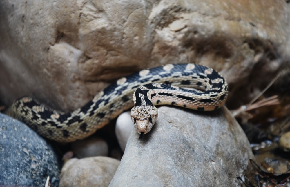 image of a great basin gopher snake slithering on a rock in Zion National Park