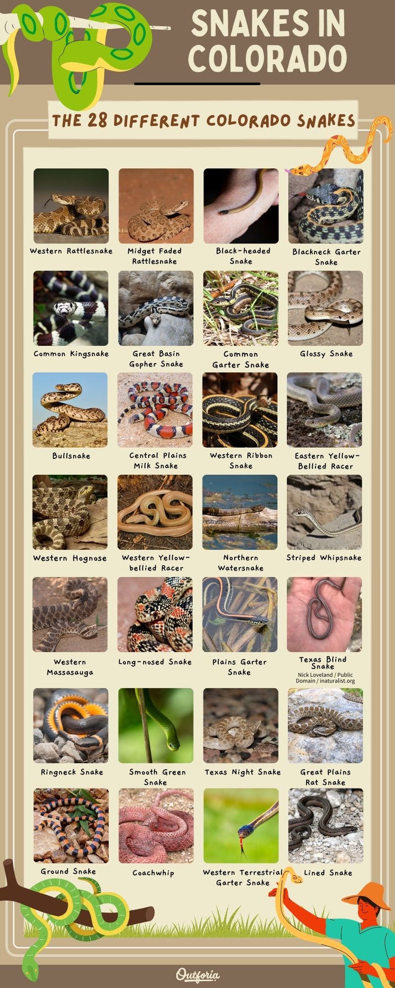 chart of images and names of the 28 species of snakes in Colorado