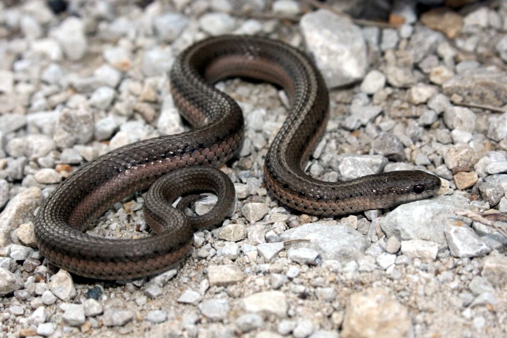 a nonvenomous snake in Colorado, the lined snake on a rocky ground