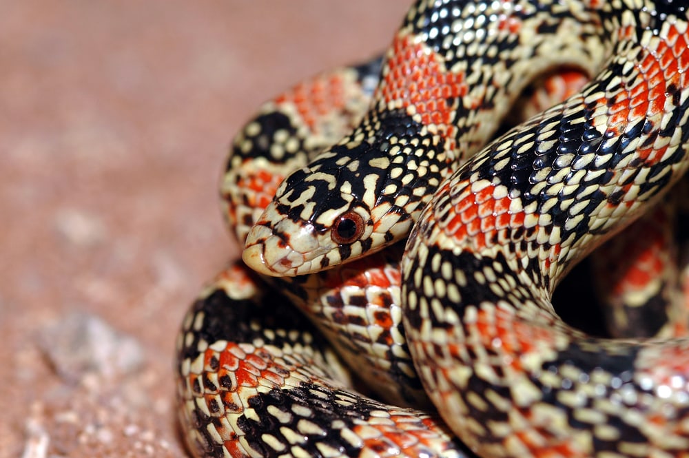 close up of a brightly colored red and black  long-nosed snake 