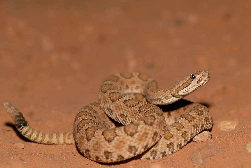midget faded rattlesnake was photographed in southern Utah