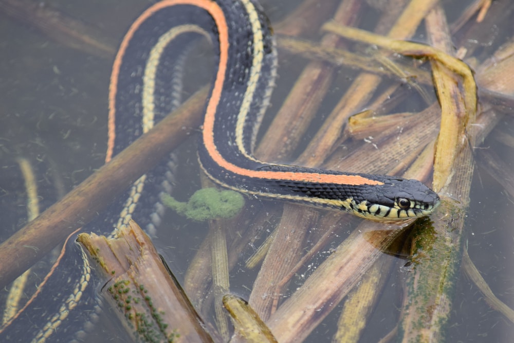 image of a A plains garter snake resting in a wetland