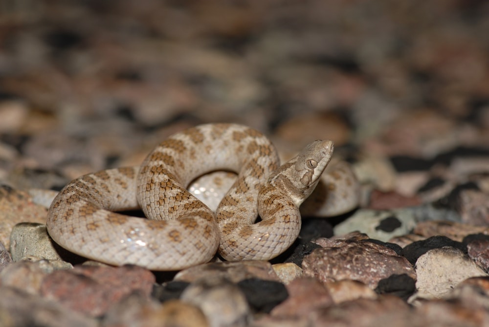 close up image of a texas night snake, one of the snakes in Colorado you can find 
 on grasslands and prairies, coiled on rocks