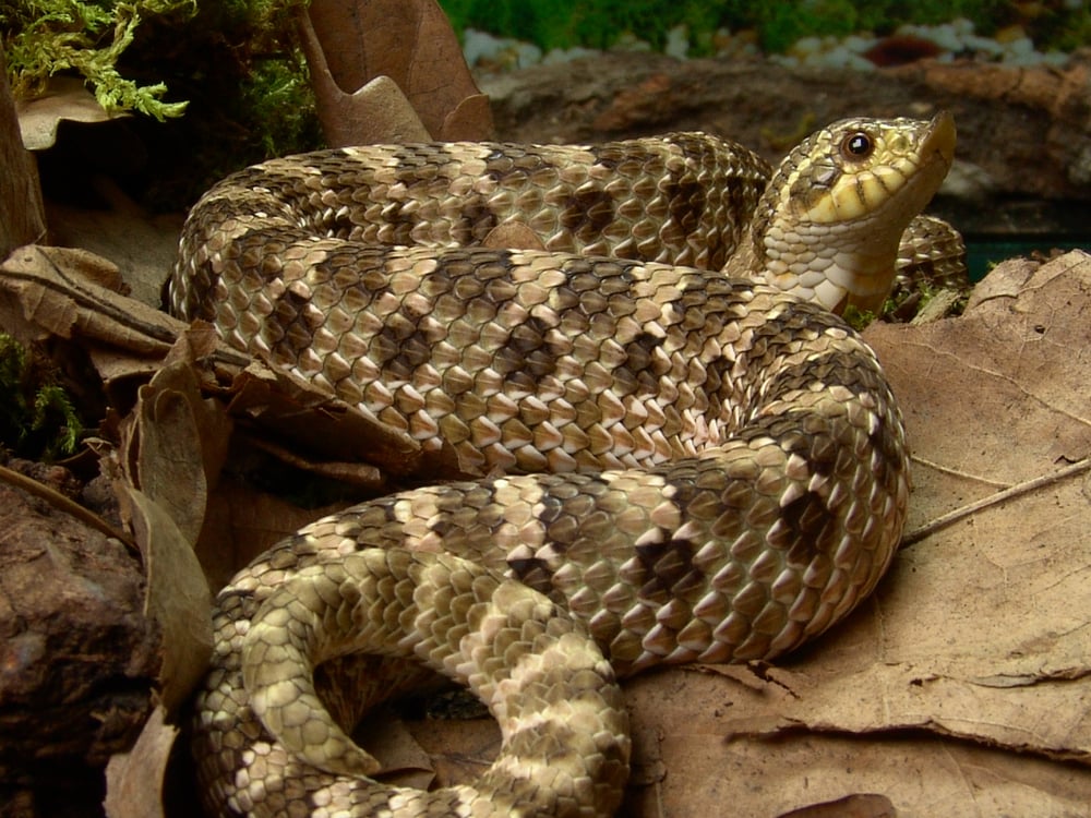image of a western hognose in a terranium showing its unique nose