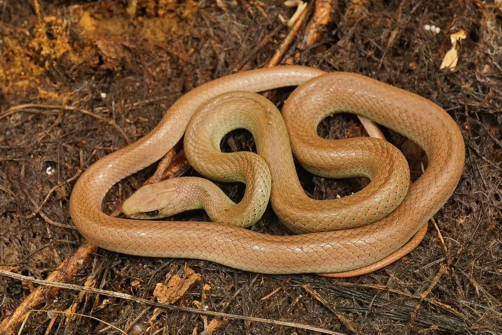 Closeup on of curled up Western Yellow-bellied Racer on a most soil in North California