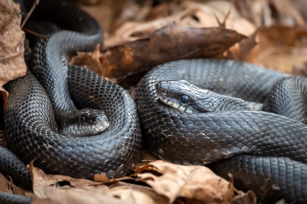 a pair of black rat snakes or the Eastern Rat snake resting on tp of dried leaves