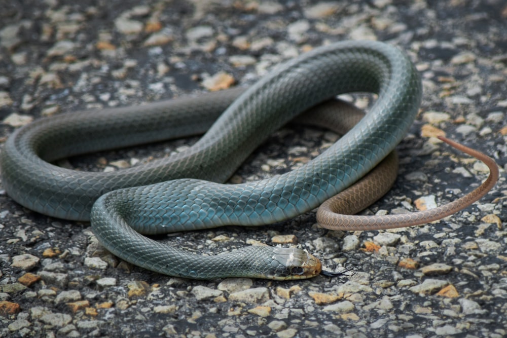 Blue Racer Snake Coiled Up in Road
