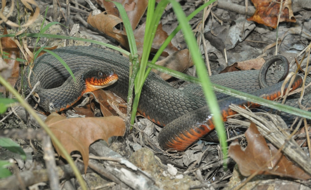 a copper-bellied watersnake is an endangered and nonvenomous snake found in Southern Michigan and near the Indiana border