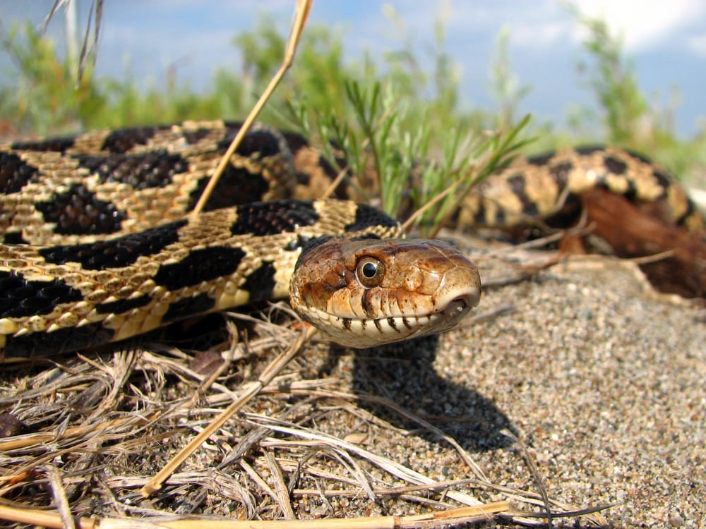 a male eastern fox snake resting on a field on a sunny day