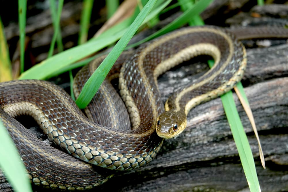 the eastern garter snake basking on a tree log. It is the most common snake in Michigan