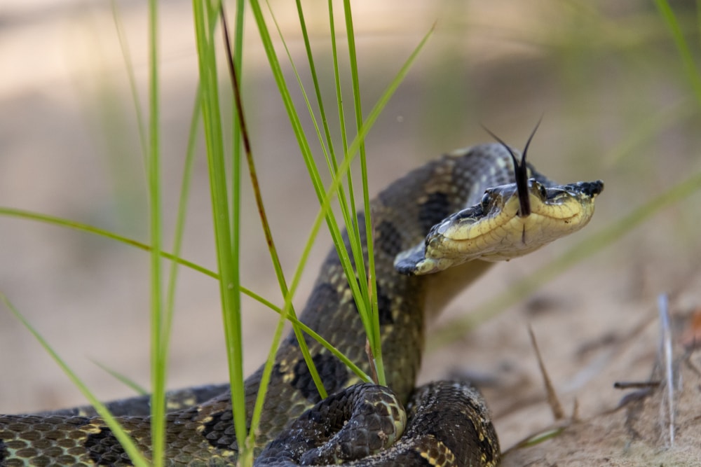 Eastern hognose showing forked tongue and flat head on a sand
