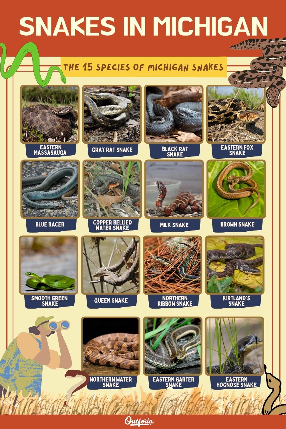 chart of the names and images of snakes in Michigan